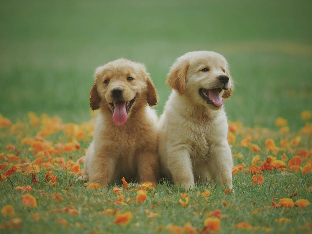 purebredpuppys.com